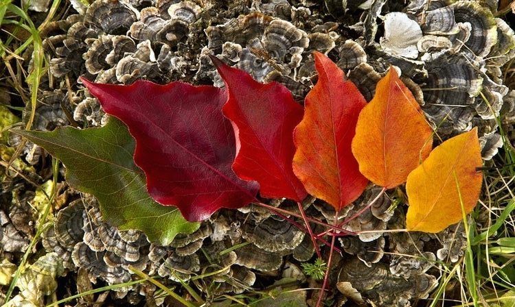 Idee palette matrimonio Idee palette matrimonio