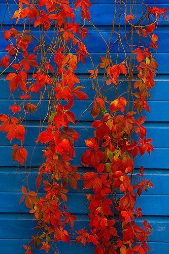 blu e rosso palette blu e rosso palette