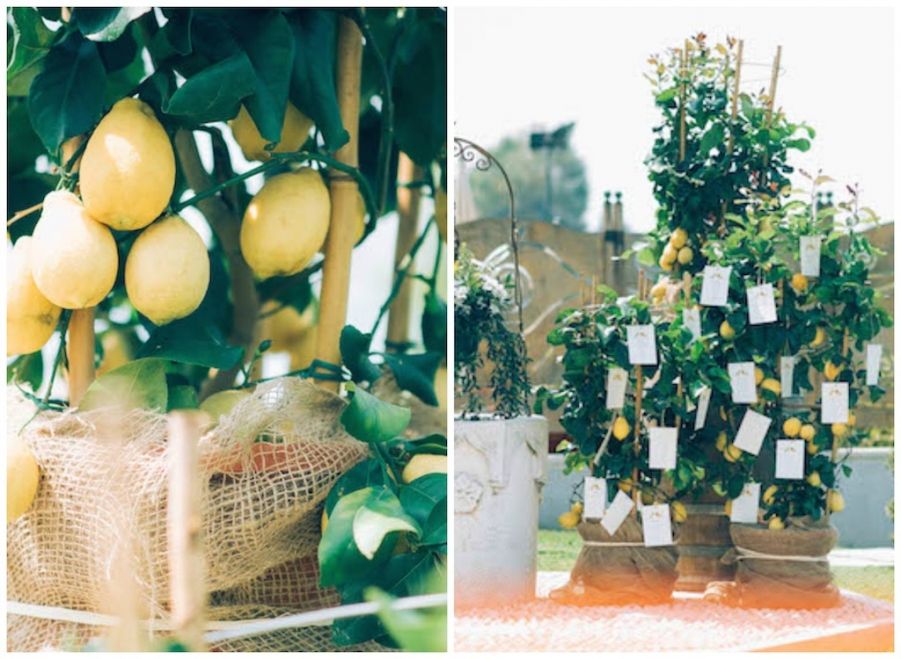 tableau - alberi di limoni