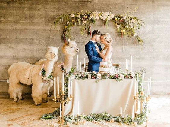 invita un lama al tuo matrimonio! poi se ti dicono che &egrave; stata una bella idea sappi che hai degli amici bugiardi