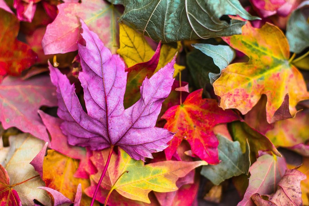 ispirazioni per palette matrimonio ispirazioni per palette matrimonio