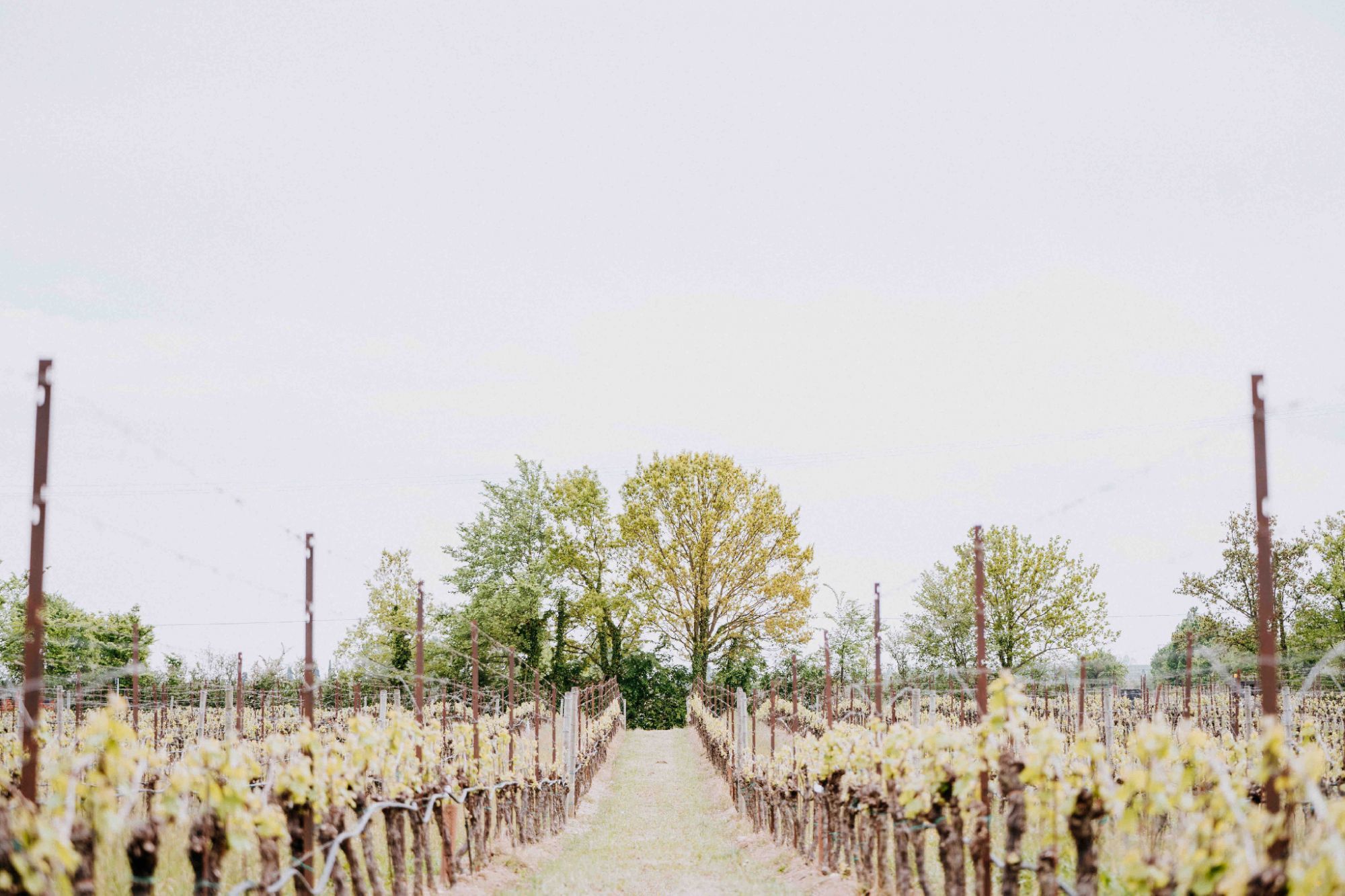 dinner in the country side wedding dinner in the country side wedding