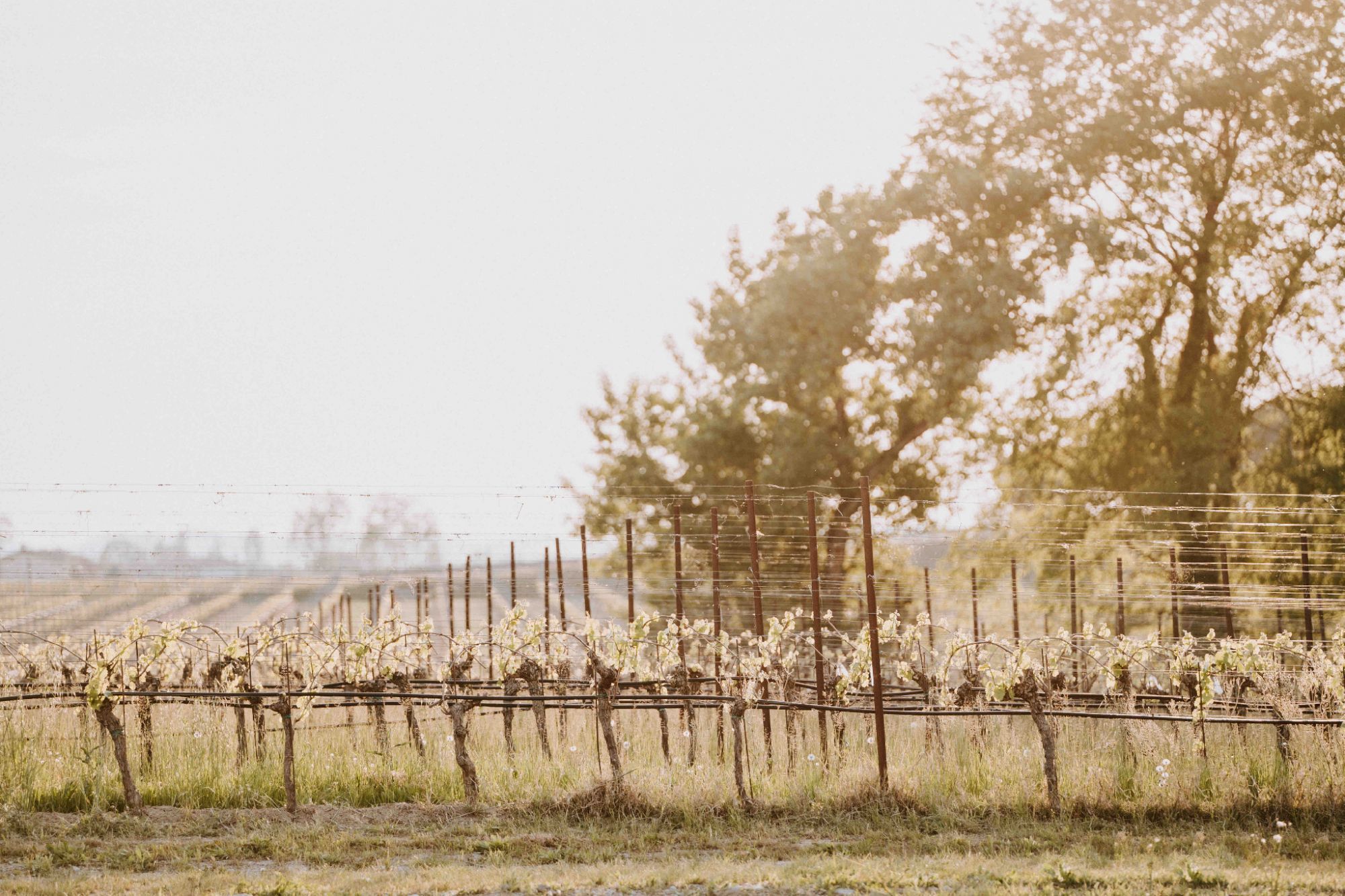 matrimonio in vigna matrimonio in vigna